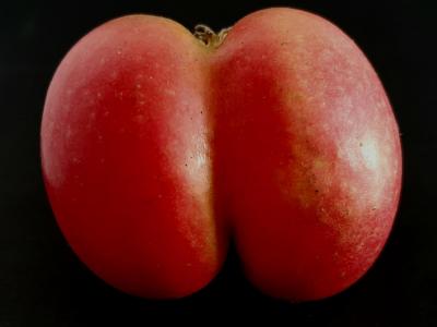 Pomme 4