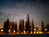 The trees