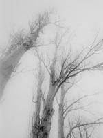 Whiteness